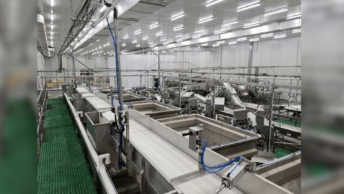 俄日產10條柜魚類加工新廠啟動,未來將沖擊中國進口加工行業